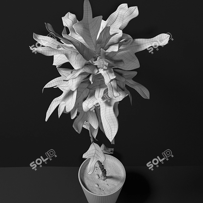 Lush and Vibrant Croton Plant 3D model image 3