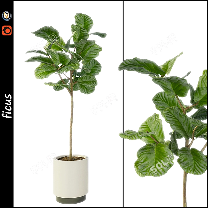 Evergreen Ficus: Vray-Ready 3D model image 1