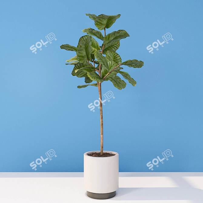 Evergreen Ficus: Vray-Ready 3D model image 2