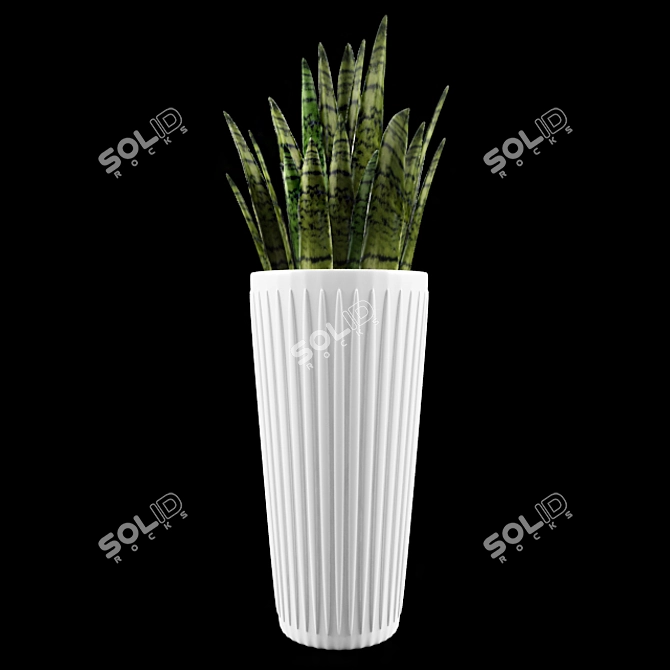 Large Sansevieria Floor Plant 3D model image 1