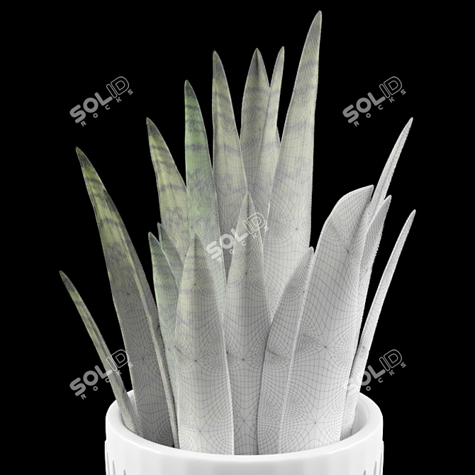 Large Sansevieria Floor Plant 3D model image 3