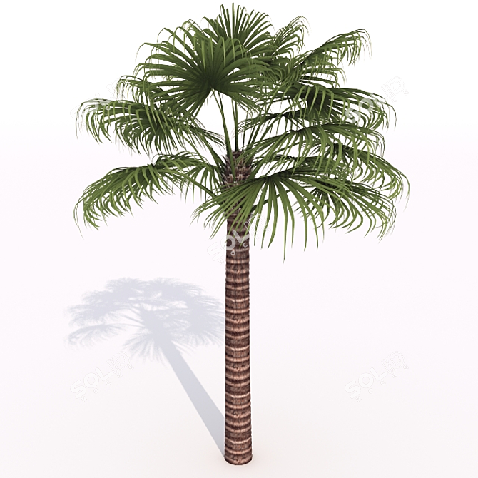 500 Frames Animated Palm Tree 3D model image 1