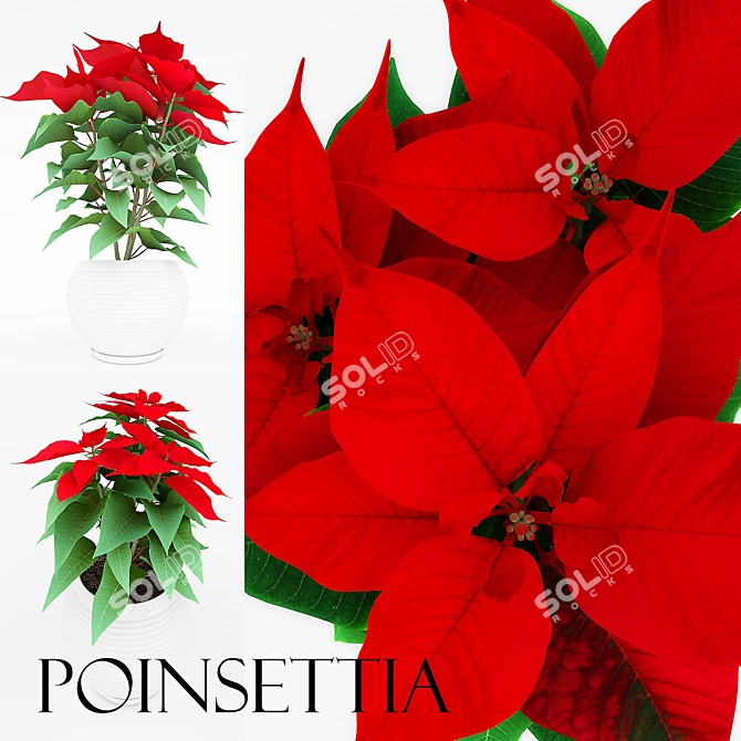 Festive Poinsettia - Christmas Blooms 3D model image 1