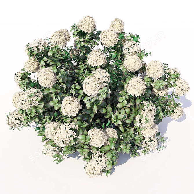 Elegant Hydrangea Blooms 3D model image 2