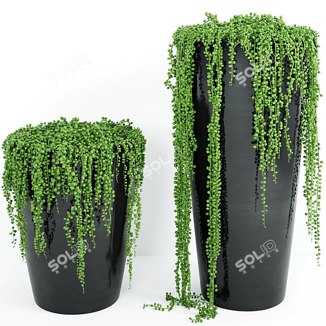 Vintage String Of Pearls Plant 4 3D model image 1