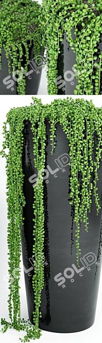 Vintage String Of Pearls Plant 4 3D model image 2