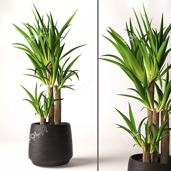 Lifelike Yucca Plant Model 3D model image 1