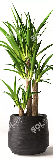 Lifelike Yucca Plant Model 3D model image 2