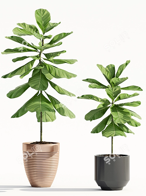 Ficus Lyrata: Stunning Indoor Decor 3D model image 2