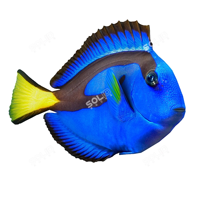 Title: Tropical Surgeonfish: Paracanthurus Hepatus 3D model image 1