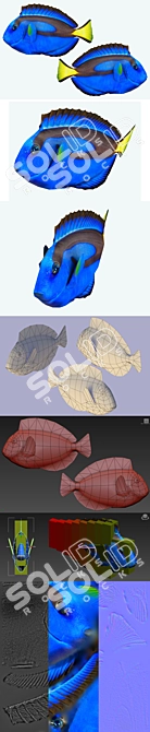 Title: Tropical Surgeonfish: Paracanthurus Hepatus 3D model image 2