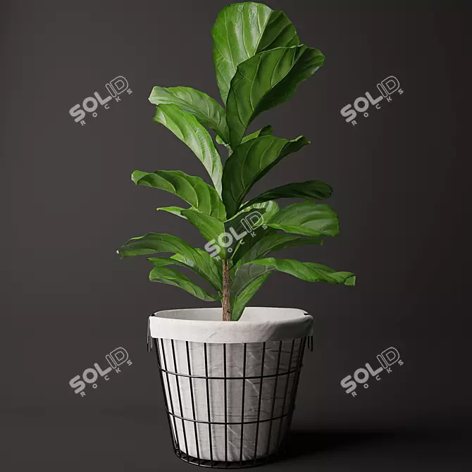 Exquisite Ficus Lyrata Model Kit 3D model image 1