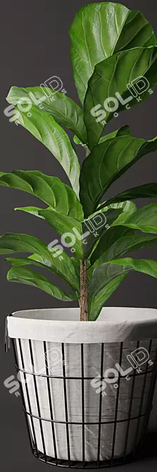 Exquisite Ficus Lyrata Model Kit 3D model image 2