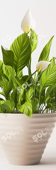 Detailed Spathiphyllum Plant Model 3D model image 2