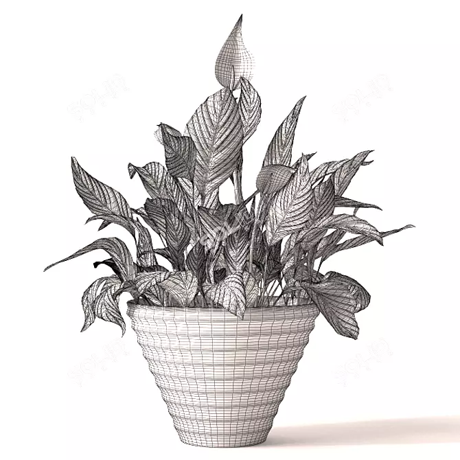 Detailed Spathiphyllum Plant Model 3D model image 3