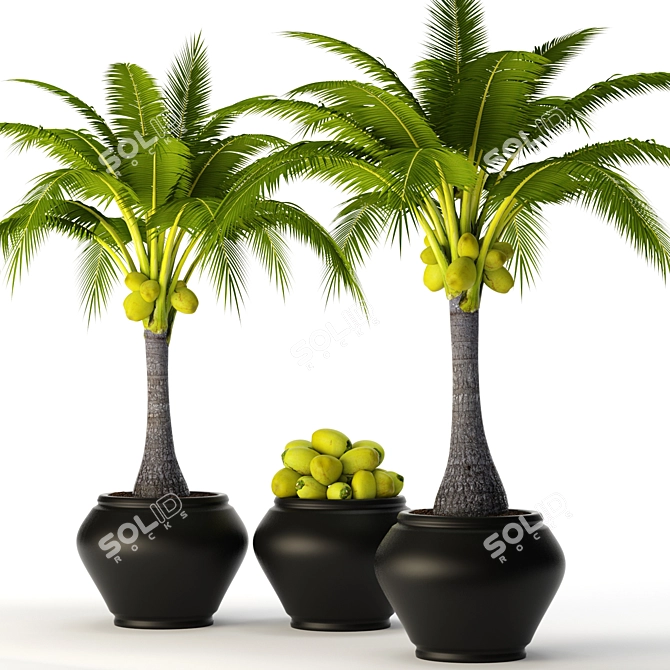 Tropical Coconut Palm Duo 3D model image 1