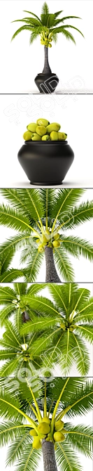 Tropical Coconut Palm Duo 3D model image 2