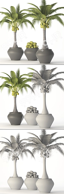 Tropical Coconut Palm Duo 3D model image 3