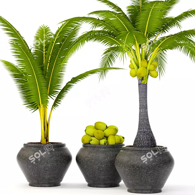 Tropical Bliss Coconut Palm Set 3D model image 1