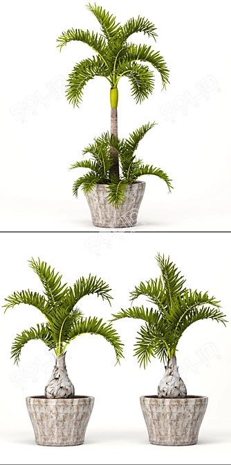 Exotic Palm Tree Trio Set 3D model image 2