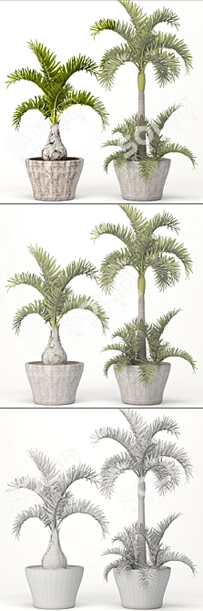 Exotic Palm Tree Trio Set 3D model image 3