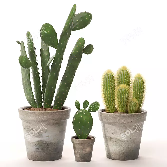 Realistic Cactus Set 3D model image 1