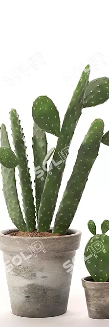 Realistic Cactus Set 3D model image 3