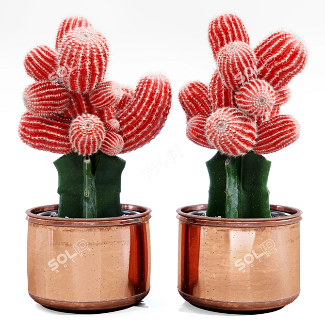 Pristine Corona Red Cactus 3D model image 1