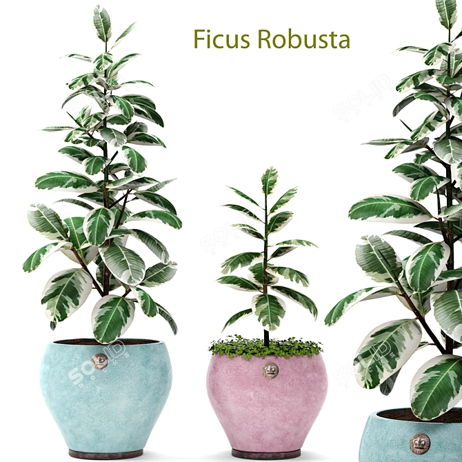 Stunning Ficus Robusta Set 1! 3D model image 1