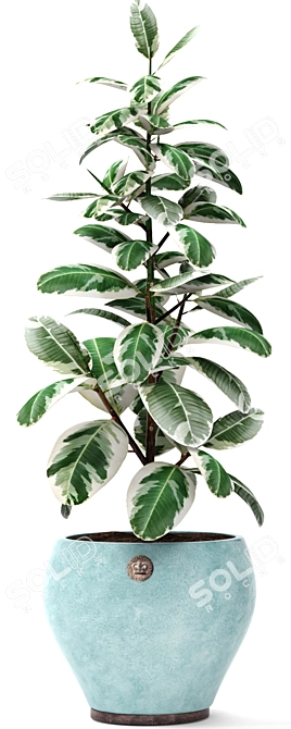 Stunning Ficus Robusta Set 1! 3D model image 2