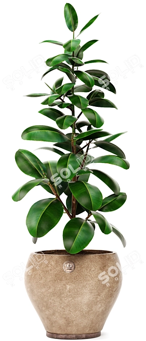 Ficus Robusta Bundle: Set of 2 3D model image 2