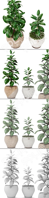 Ficus Robusta Bundle: Set of 2 3D model image 3