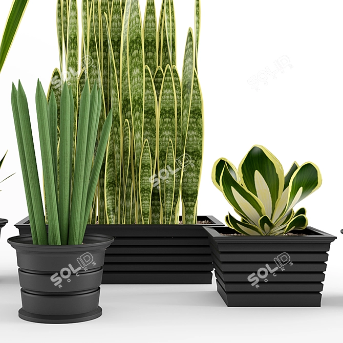 Exotic Snake Plant Duo 3D model image 2