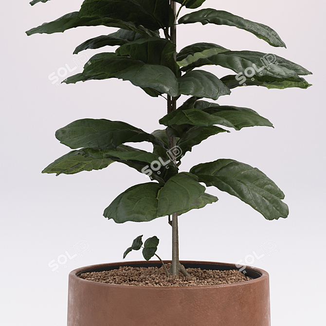 Tall Fiddle Leaf Fig: 40cm 3D model image 2