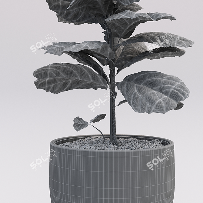 Tall Fiddle Leaf Fig: 40cm 3D model image 3