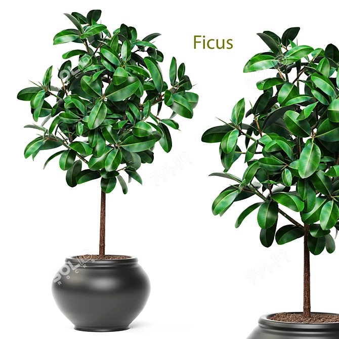 Lush Ficus Leafy Plant 3D model image 1