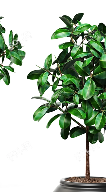 Lush Ficus Leafy Plant 3D model image 2