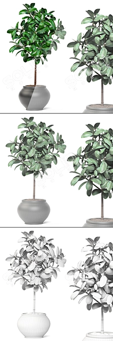 Lush Ficus Leafy Plant 3D model image 3