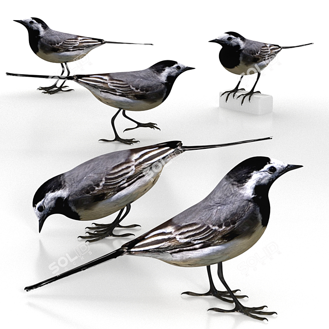 Elegant Urban Forager: White Wagtail 3D model image 1