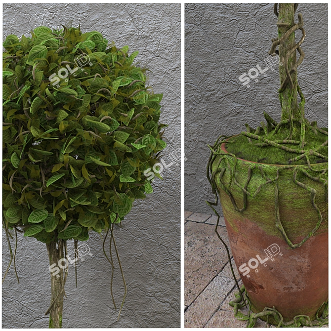 Decorative Potted Tree 3D model image 2