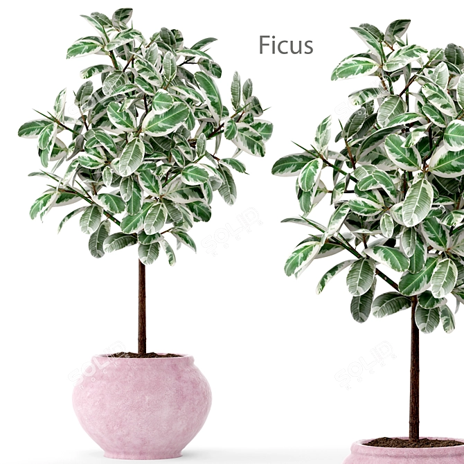 Elegant Ficus Tree: Beautiful, Low Maintenance 3D model image 1