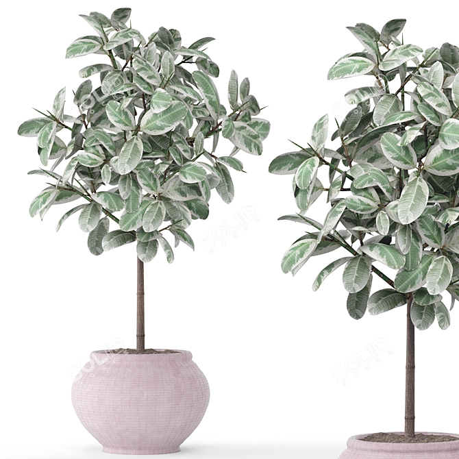 Elegant Ficus Tree: Beautiful, Low Maintenance 3D model image 3