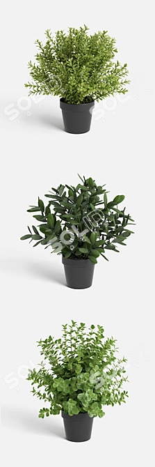 Vibrant Plant Collection 3D model image 2