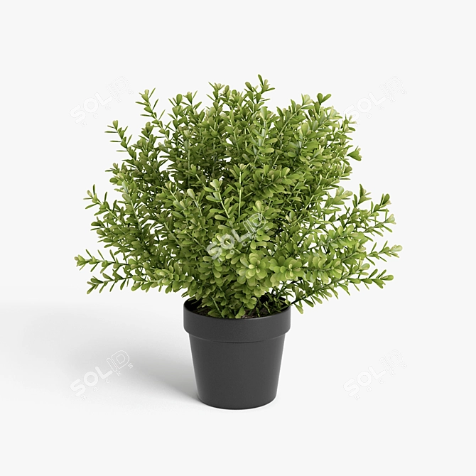 Vibrant Plant Collection 3D model image 4