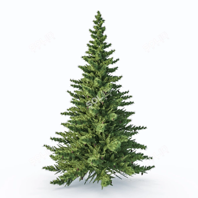 Majestic Pine Tree - 2.5m 3D model image 1