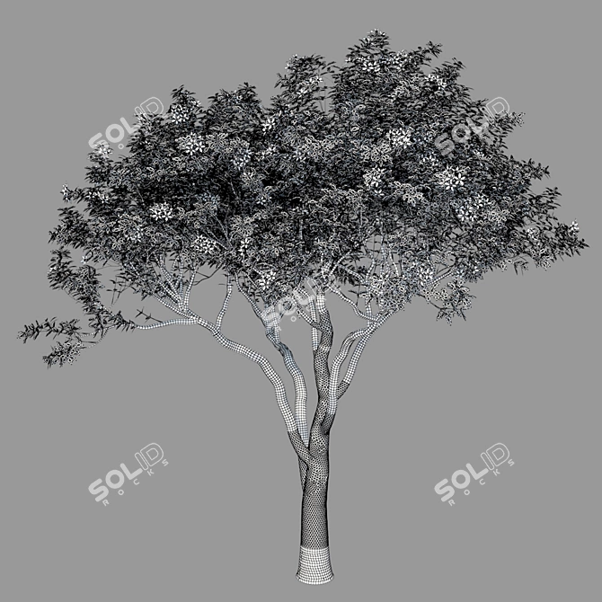 Elegant Magnolia Tree Model 3D model image 3