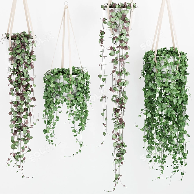 Ceropegia Hanging Plant: Variety Pack in Multiple Shapes & Colors 3D model image 1