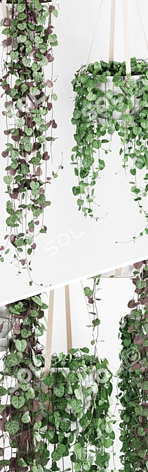 Ceropegia Hanging Plant: Variety Pack in Multiple Shapes & Colors 3D model image 2