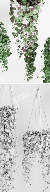 Ceropegia Hanging Plant: Variety Pack in Multiple Shapes & Colors 3D model image 3