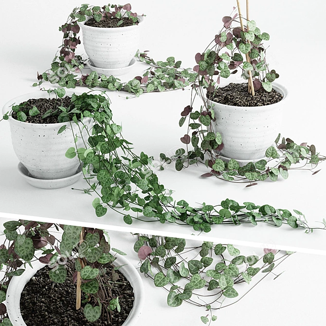 Ceropegia: Mini Indoor Plant Collection 3D model image 1